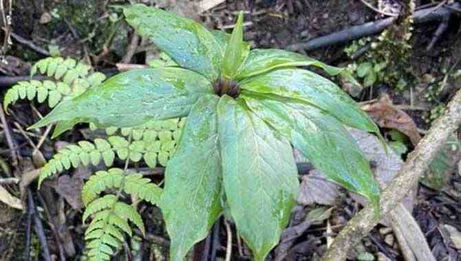 七叶一枝花属于什么植物类型？